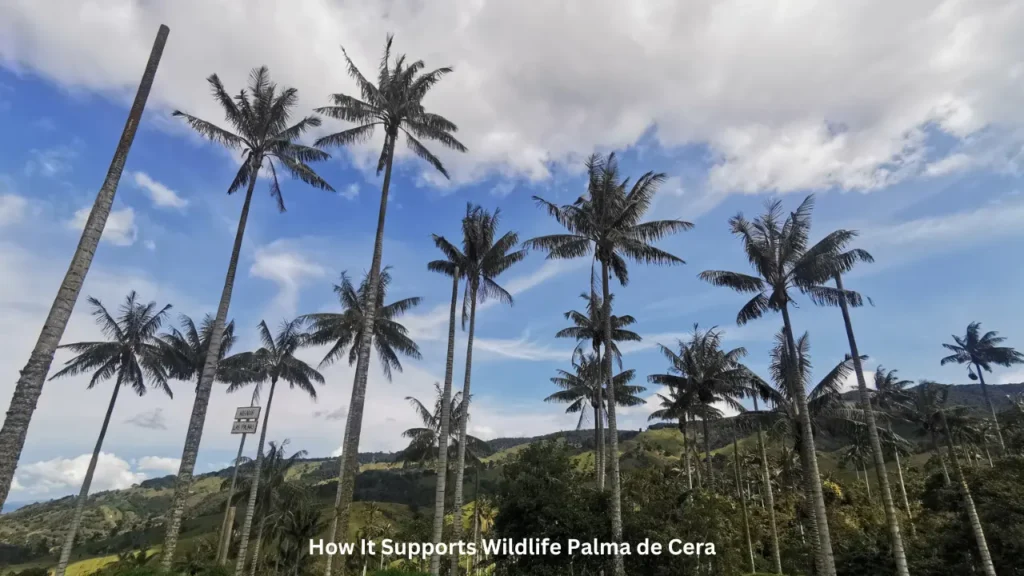 How It Supports Wildlife Palma de Cera